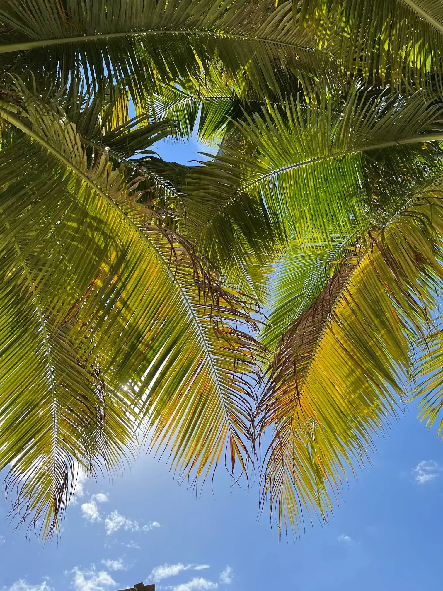Belize: A Tropical Playground of Jungle, Ruins & Reef