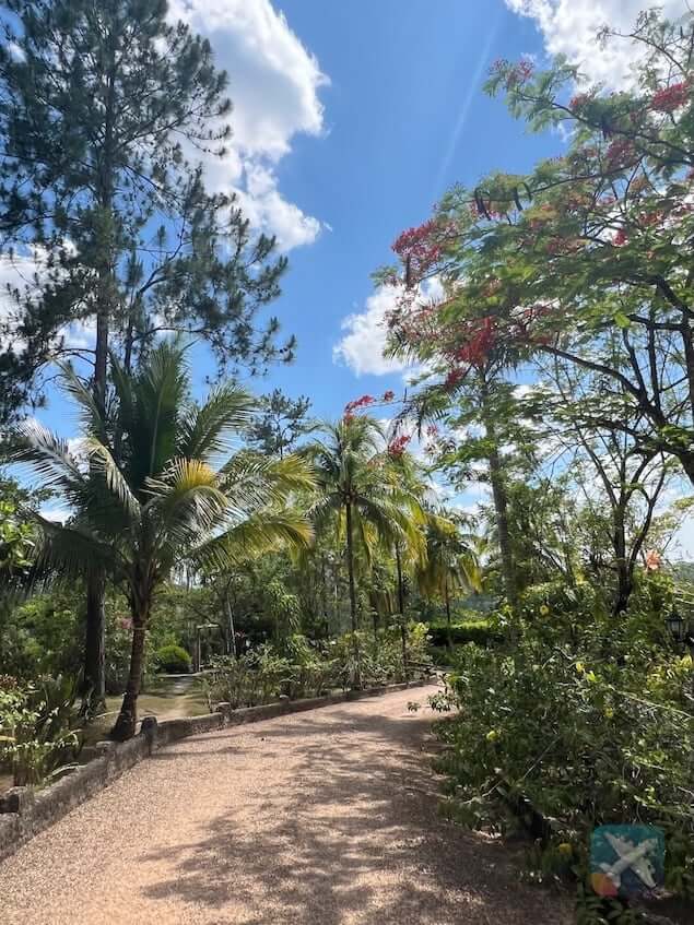Jungle