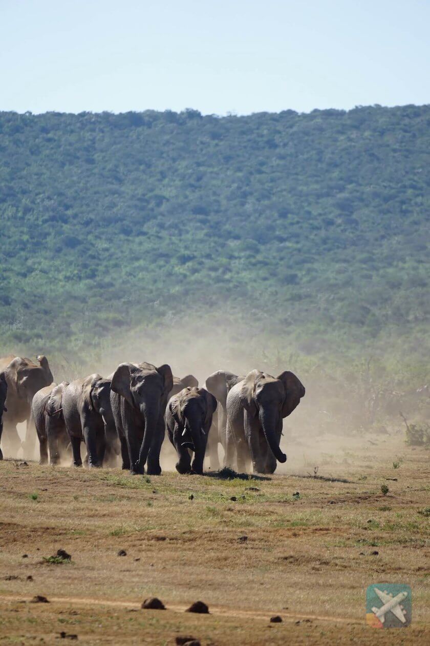 Elephants