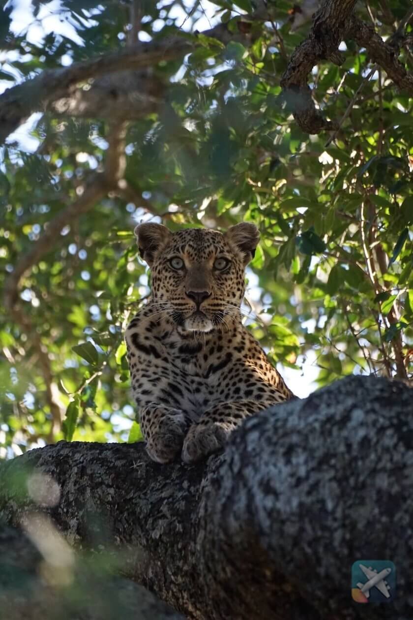 Leopard