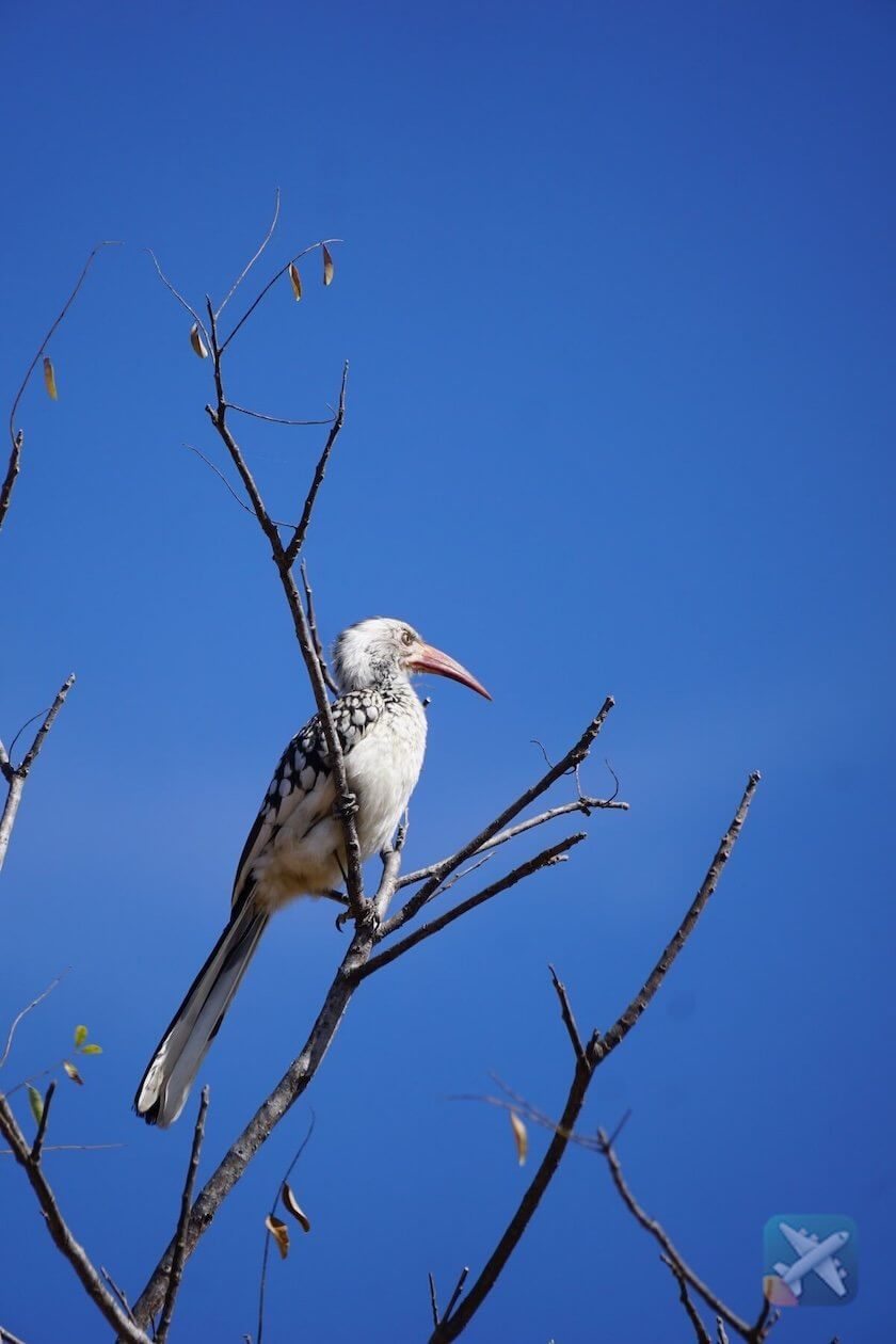 Redbilled Hornbill